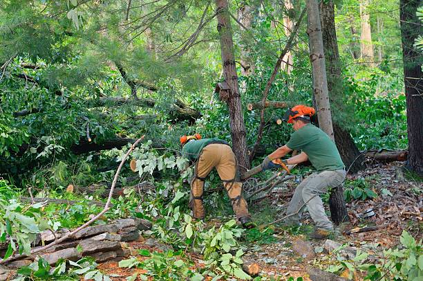 Best Tree Mulching  in Millers Creek, NC